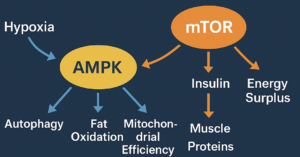 Autophagie-IHT und Zellulärer Stoffwechsel Schaubild